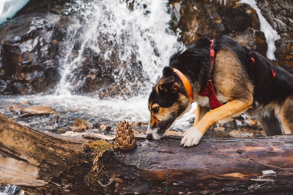 5 Ways Nature and Wild Spaces Help Reactive Dogs