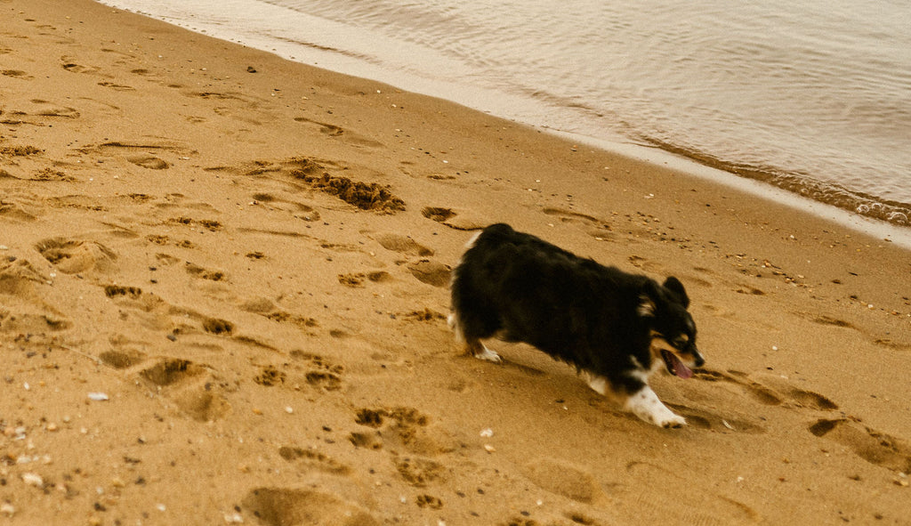 small black dog running in sand by the water