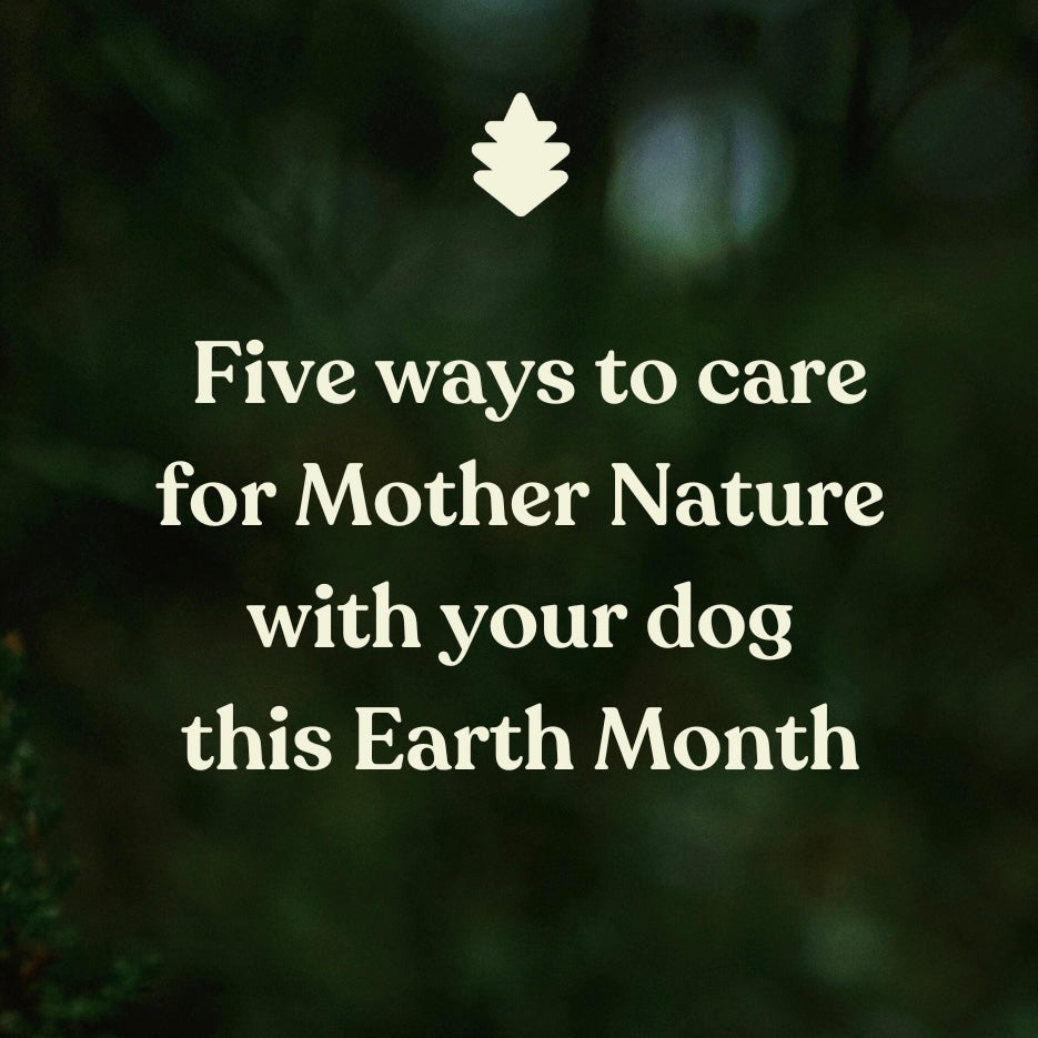 Five Ways to Care for Nature with Your Dog