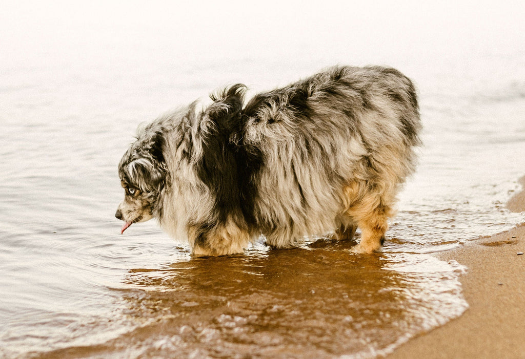 Small australian shepherd dog licking water from lake