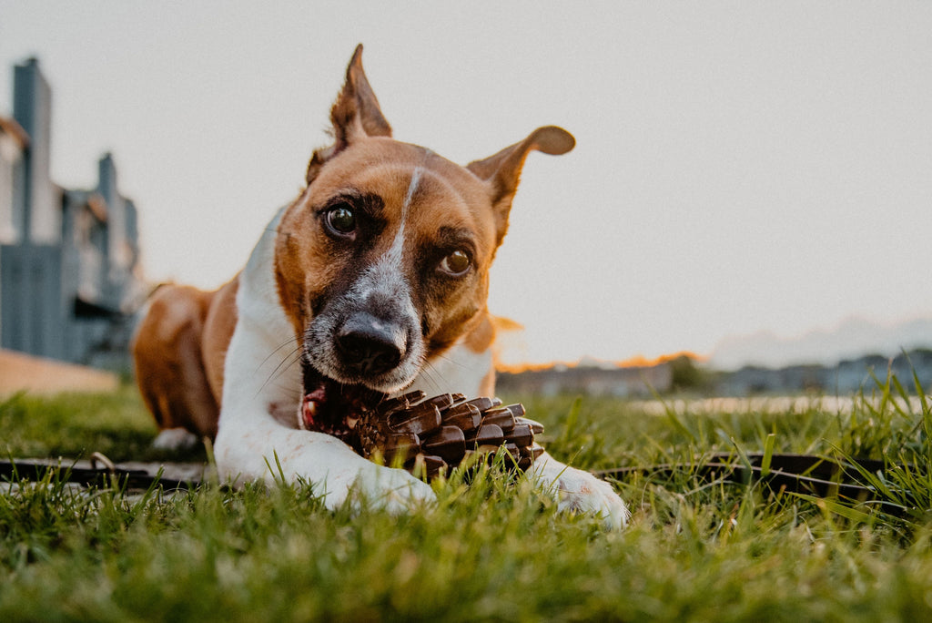 A brown and white dog is laying in the grass and eating food from the Loblolly Pinecone Puzzle Toy, an enrichment feeding activity for dogs.