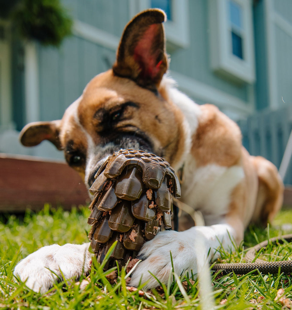Dog using Seeker System to work for food out of the Loblolly Pinecone Puzzle Toy