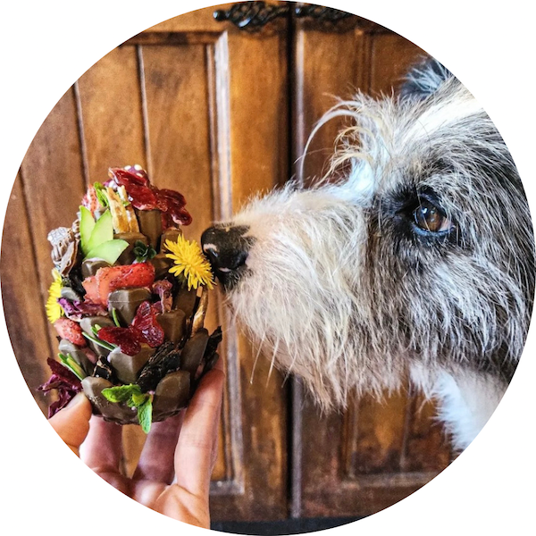 A scruffy dog sniffing the Loblolly Pinecone Dog Toy which is filled with colorful foods like fruit and flowers