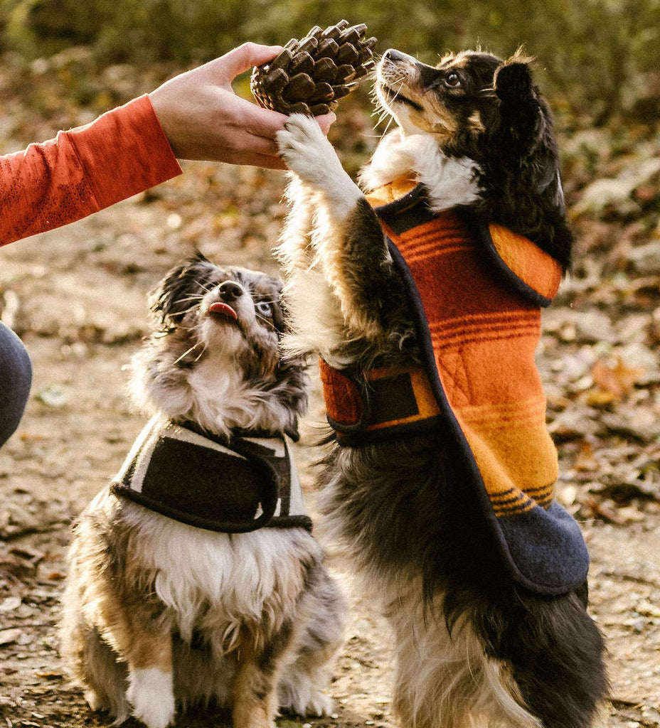 Loblola's Founder's dogs Mabel and Lola reaching for Loblolly Pinecone Dog Toy