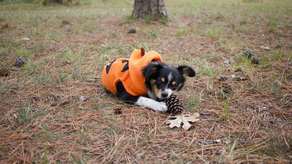 Small black dog laying in pine needles and chewing on a pinecone