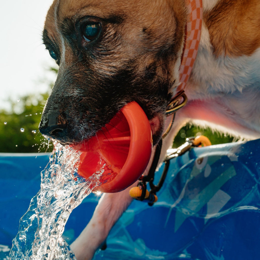 Brown dog with Milkcap Mushroom dog toy in mouth and water falling